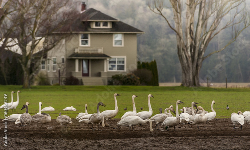 Trumpeter Swans in the Skagit Valley, Washington. One of Washington’s most spectacular events is the return of the migrating birds to the Skagit Valley. Thousands return in the winter to feed.   