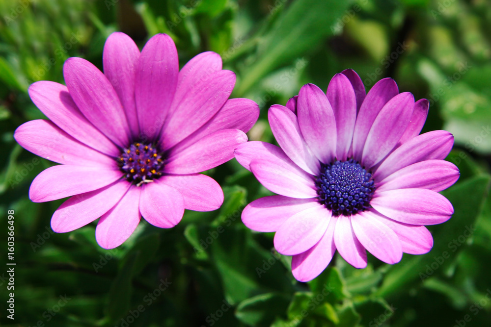 Pink Flowers Pink Flowers