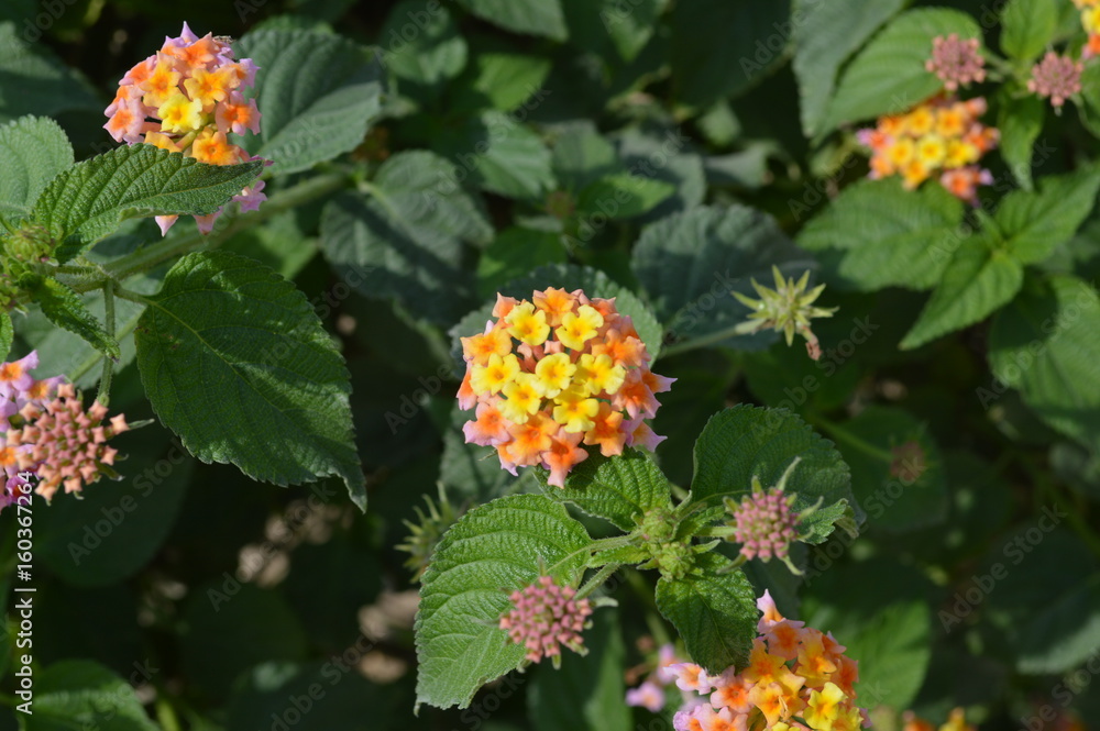 花 花