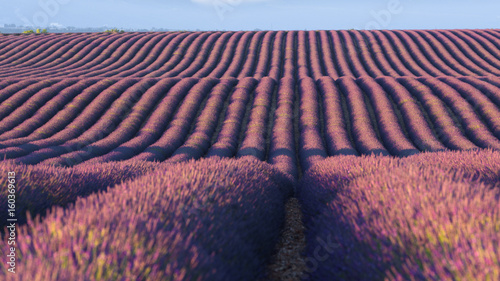 Lavander Fields in Provence