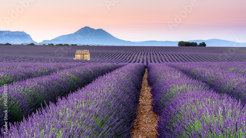 Lavander Fields in Provence