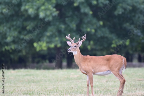 Fototapeta Naklejka Na Ścianę i Meble -  White-tailed deer buck (Odocoileus virginianus) with velvet