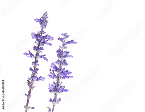 Fototapeta Naklejka Na Ścianę i Meble -  Llavender flower isolated on white close-up.