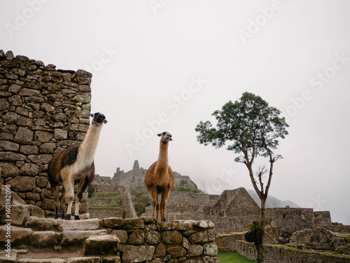 llama in Machu Picchu
