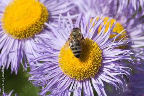 sedulous bee on flowers in cottage garden photo