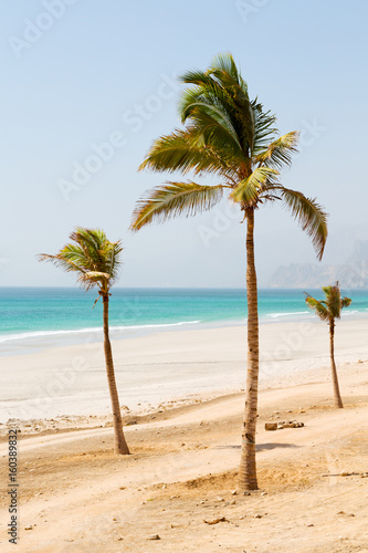in oman arabic sea palm the hill near sandy beach sky and mountain
