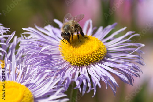 Konstfotografi sedulous bee on flowers in cottage garden