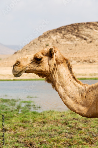 in oman camel  empty quarter of desert a free dromedary near the  sea