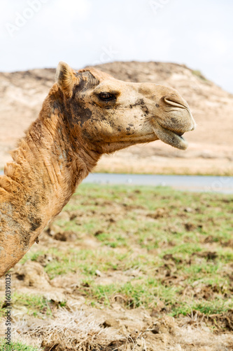 in oman camel  empty quarter of desert a free dromedary near the  sea © lkpro
