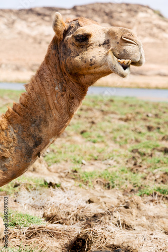 in oman camel empty quarter of desert a free dromedary near the sea