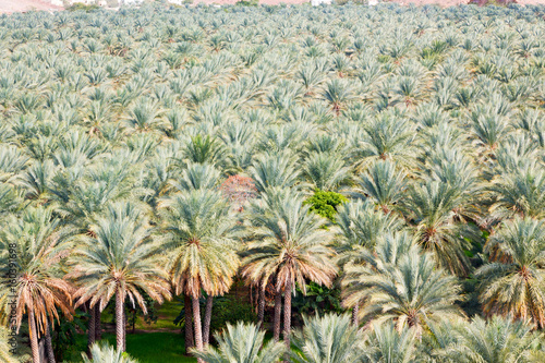 in oman garden and the cultivation of palm fruit from high