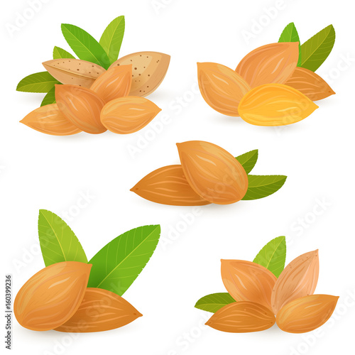 collection groups of almonds and fresh leaves for your design