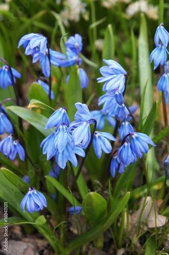 Bilde på lerret Blue scilla siberica flowers with green vertical