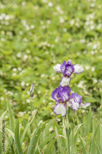Fototapeta Naklejka Na Ścianę i Meble -  White flowers with purple hem of irises in nature.