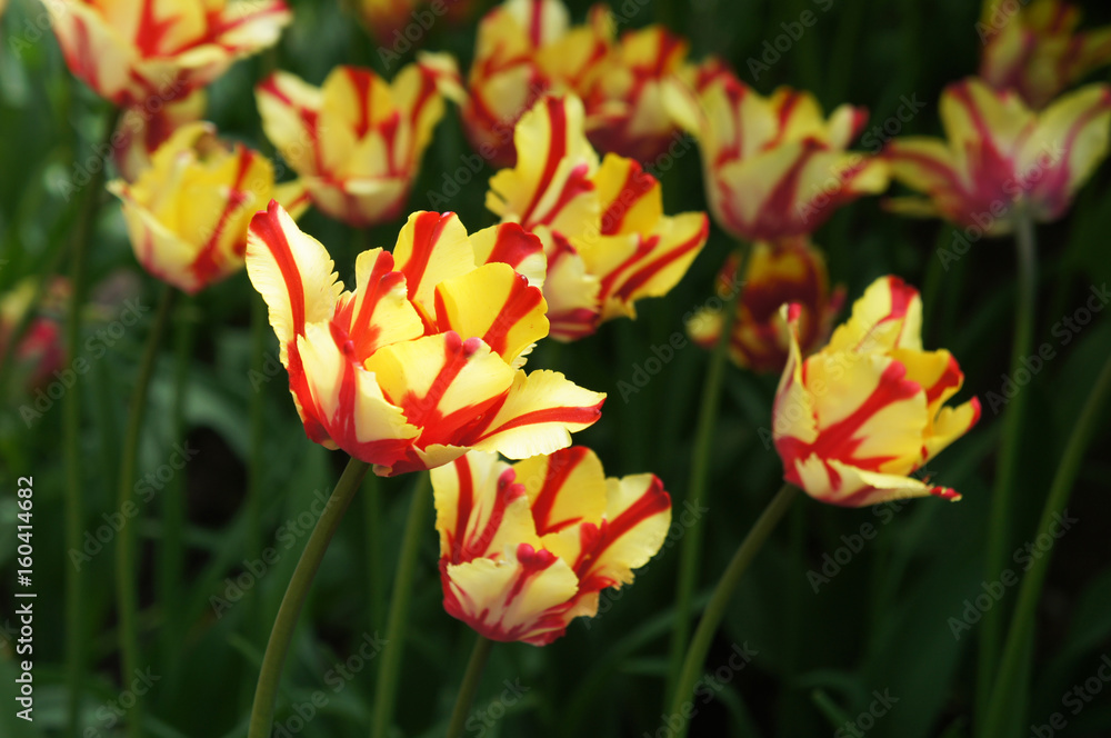 Many red and yellow tulips flowers with green 