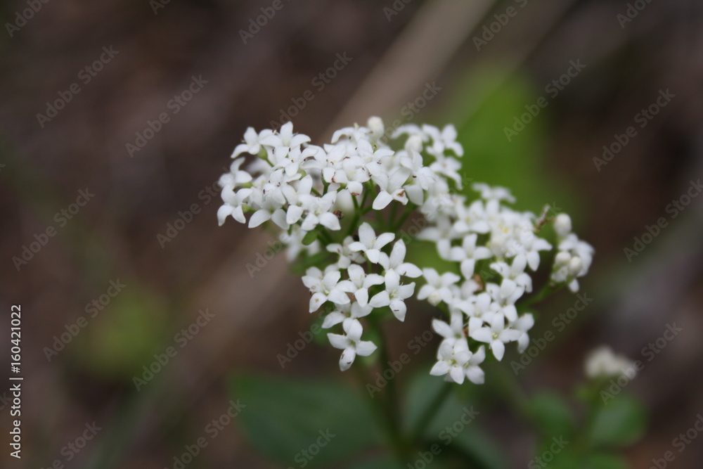 flower flower