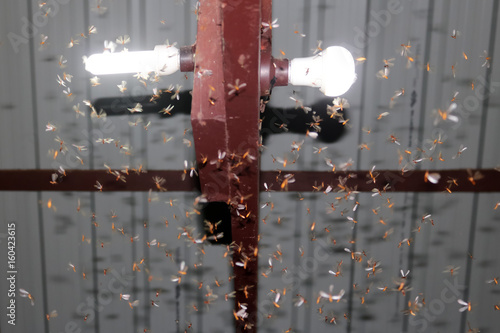 Moths flying around light bulbs. 