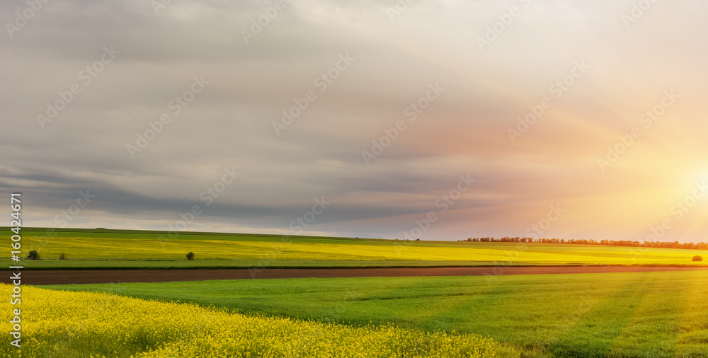 Obraz premium Flowering rapeseed
