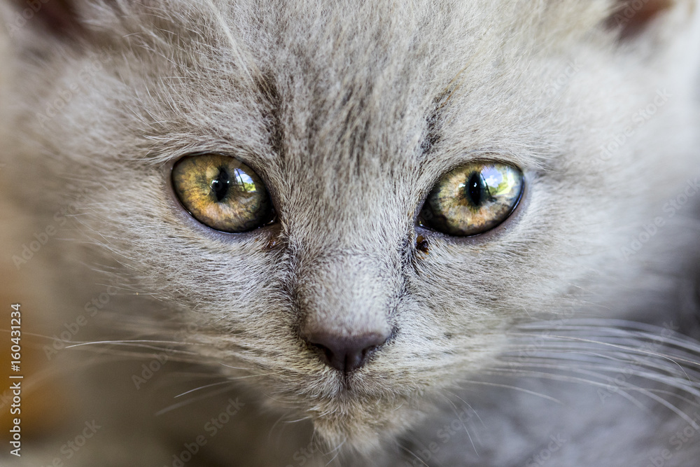 portrait of a british shorthair kitten