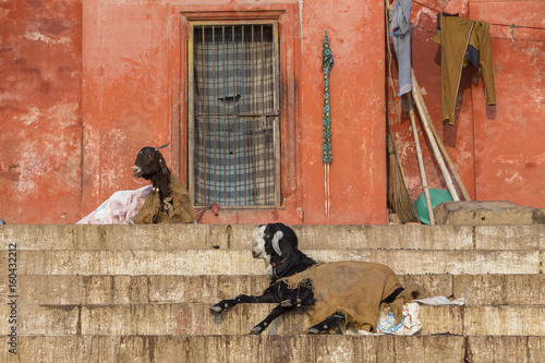 A black goat sitting on the steps of Assi Ghat, Varanasi, India. © OlegD