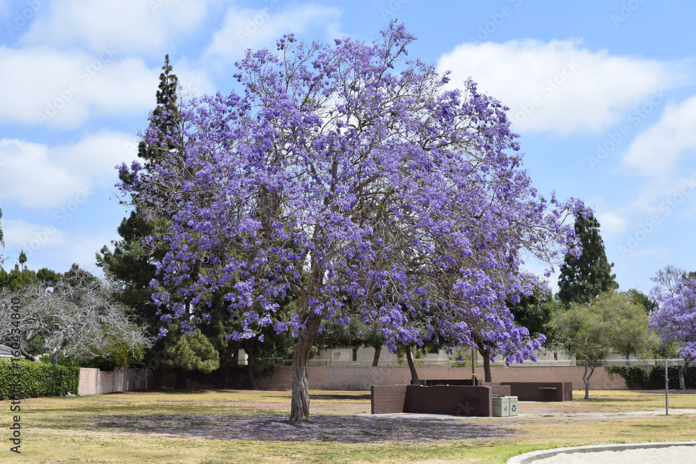 Purple Blossom in Spring, Orange County