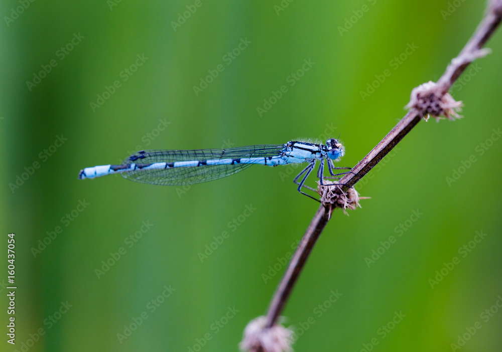 Common Blue Damselfly (Enallagma cyathigerum) resting at lake, macro Common Blue Damselfly (Enallagma cyathigerum) resting at lake, macro