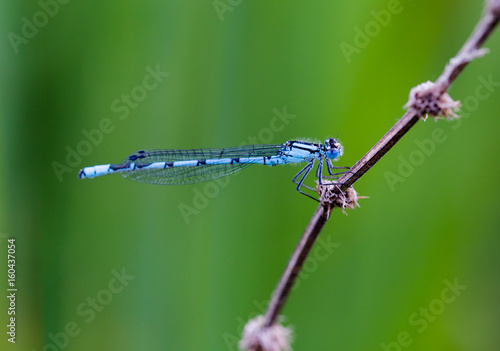 Wallpaper Mural Common Blue Damselfly (Enallagma cyathigerum) resting at lake, macro Torontodigital.ca