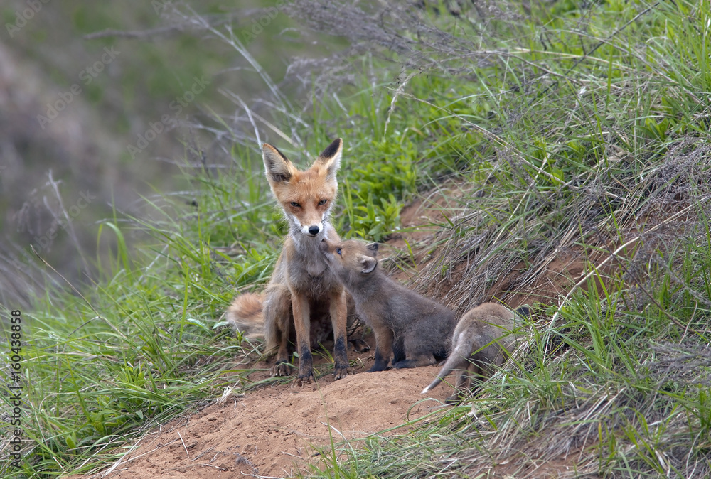 Fox with his brood of cubs
