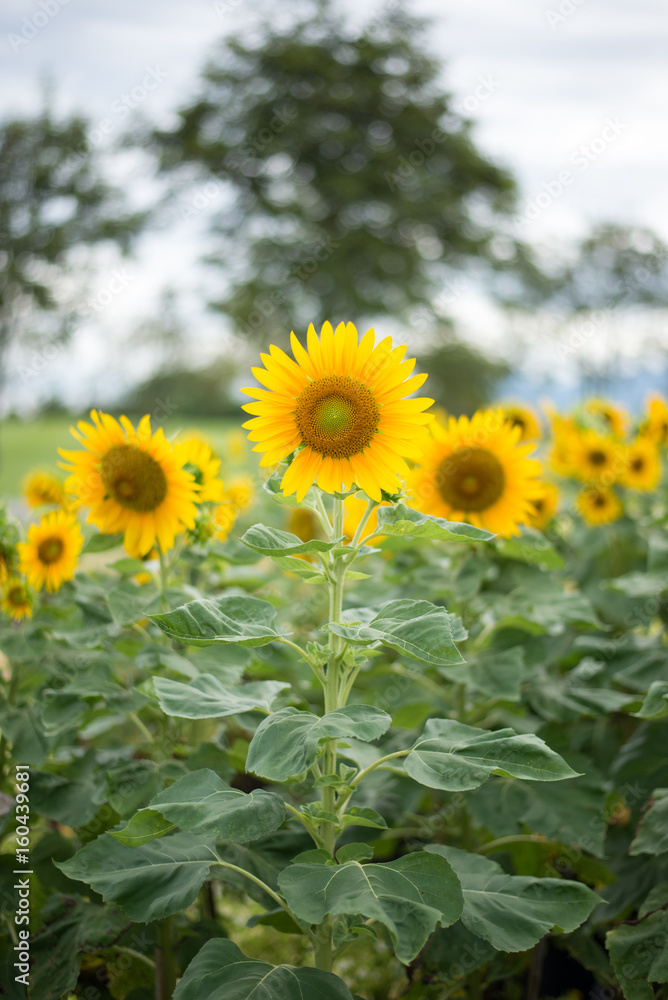Beautiful sunflower field landscape. Beautiful sunflower field landscape.