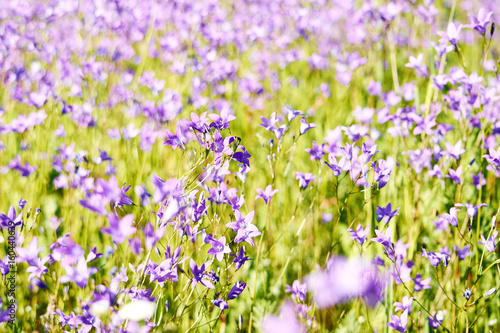 Purple bells in a flower garden with shallow depth of field