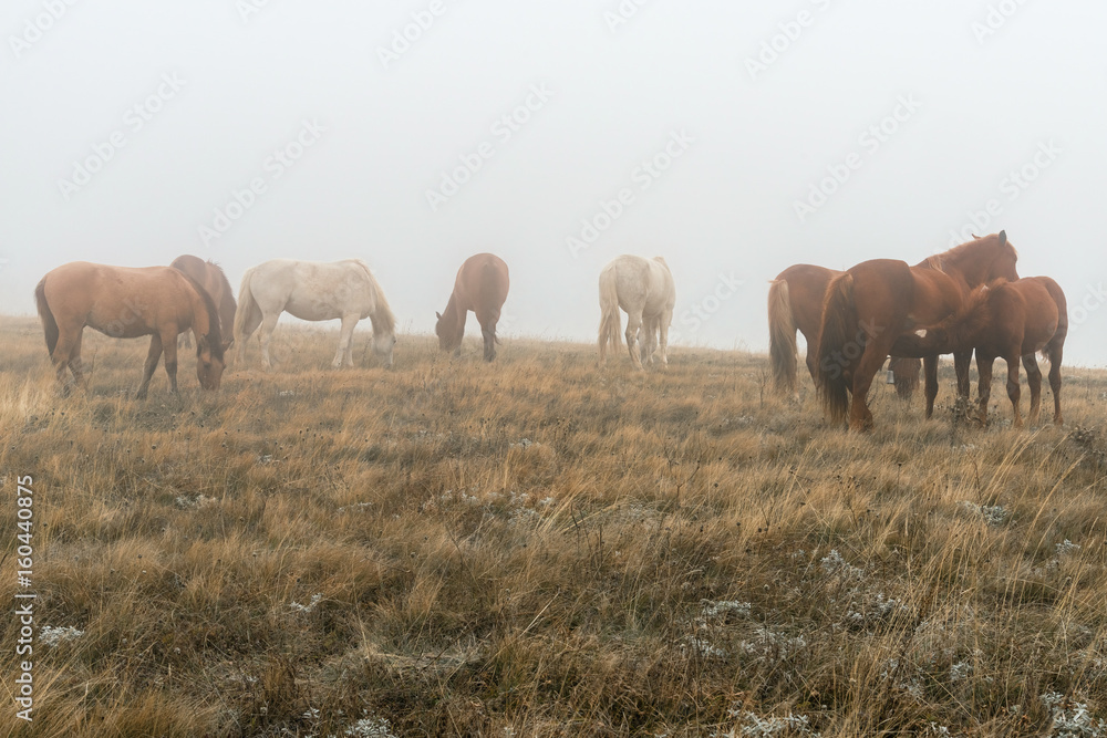 Fototapeta premium A herd of red horses, including a Mare with foal, grazing in a meadow in the mist on an autumn morning
