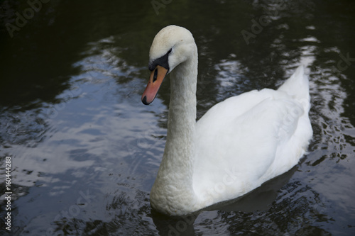 White swan