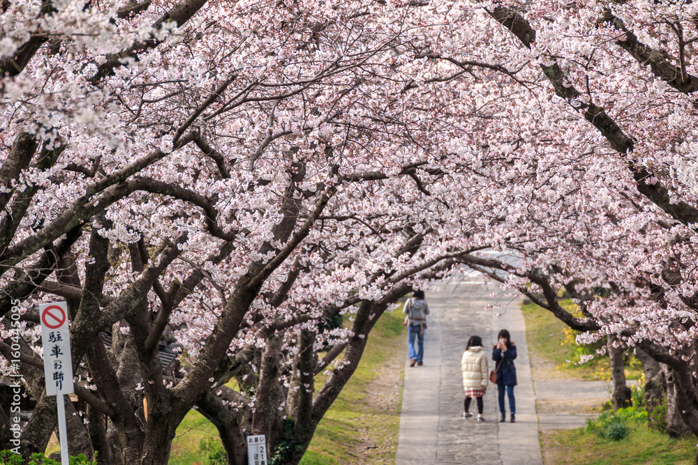 桜のアーチ