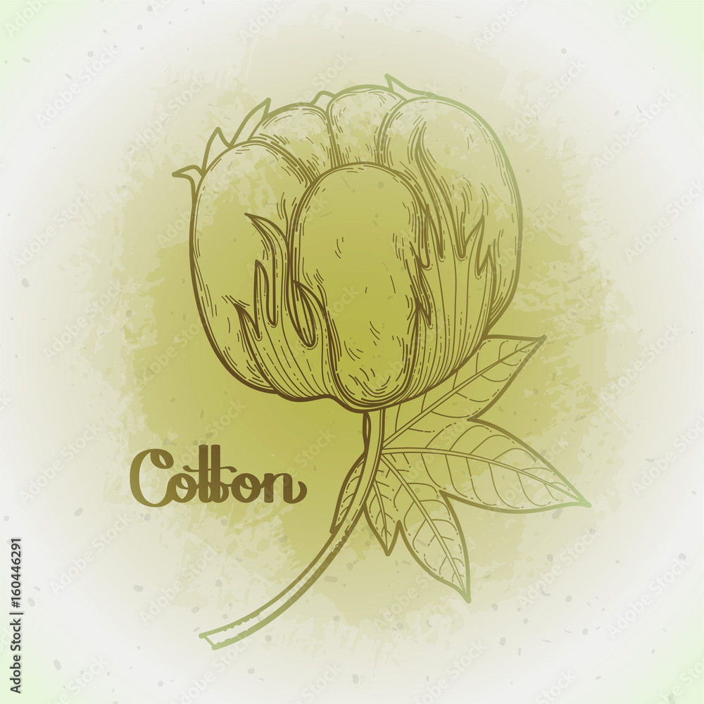 Obraz premium Graphic cotton plants