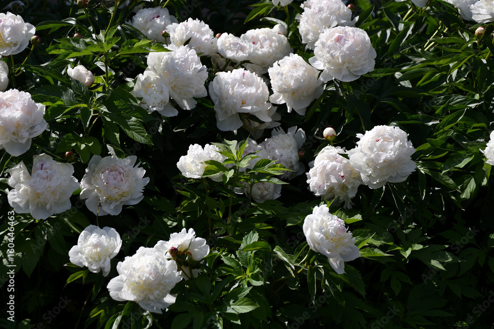White Peony flower White Peony flower