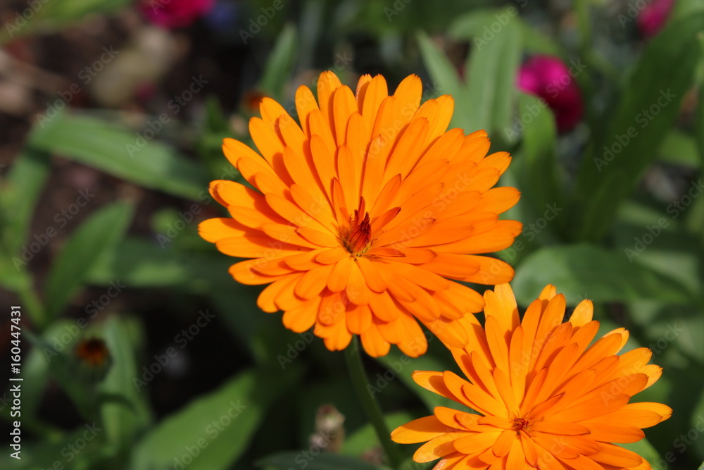 Ringelblume orange
