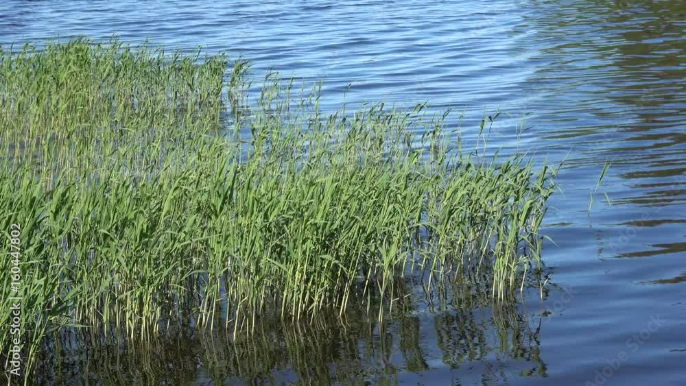 A view of the lake day in june, Russia A view of the lake day in june, Russia