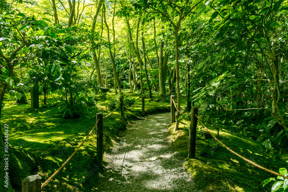 Fototapeta premium 祇王寺の苔の庭園・砂利道