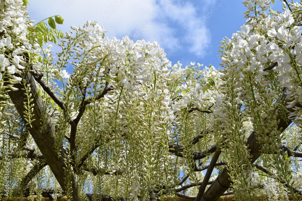 白いフジの花 白いフジの花
