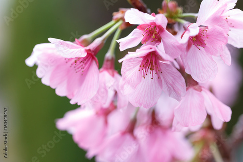 桜の花