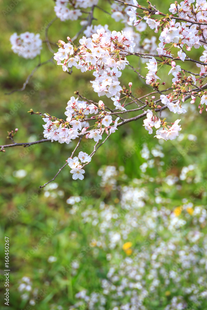 桜の花 桜の花