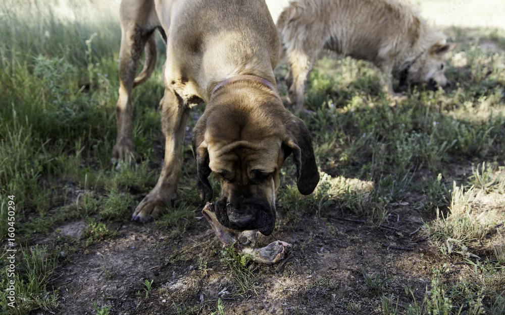 Fototapeta premium Dog eating bone