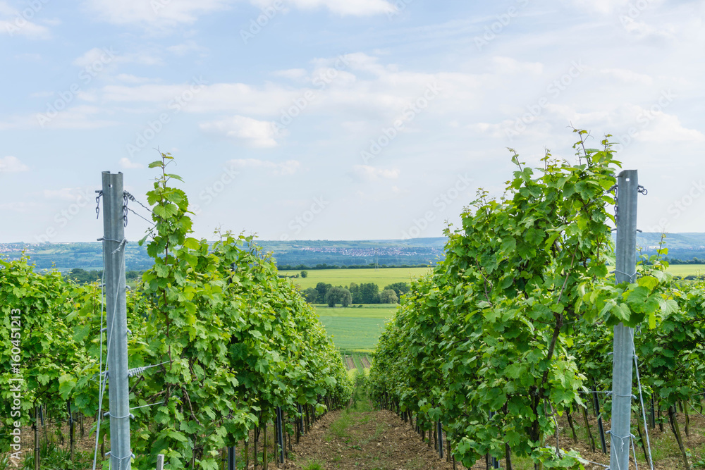 Fototapeta premium Blick durch die Reben