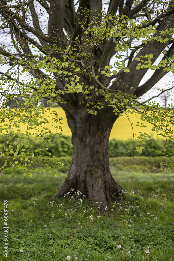 Fototapeta premium Selective focus landscape of beech tree avenue in English landscape