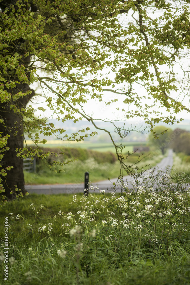 Fototapeta premium Beautiful English countryside landscape view through trees to fields beyond on Spring morning
