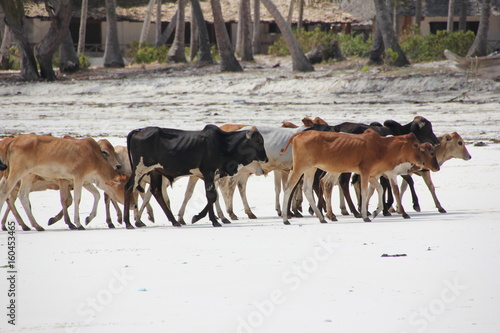 Maasai Cattles / Kiwengwa Beach, Zanzibar Island, Tanzania, Indian Ocean, Africa