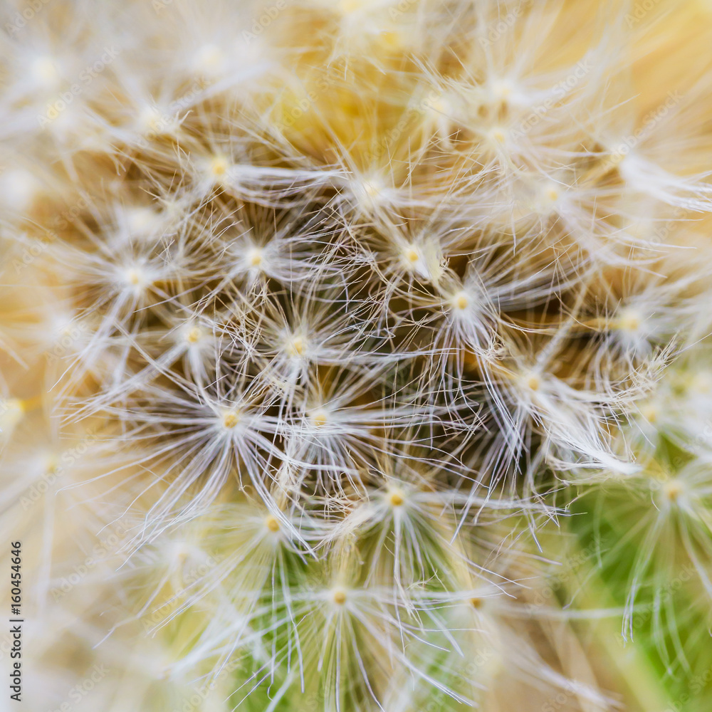 Dandelion in the spring forest. Moscow region Dandelion in the spring forest. Moscow region