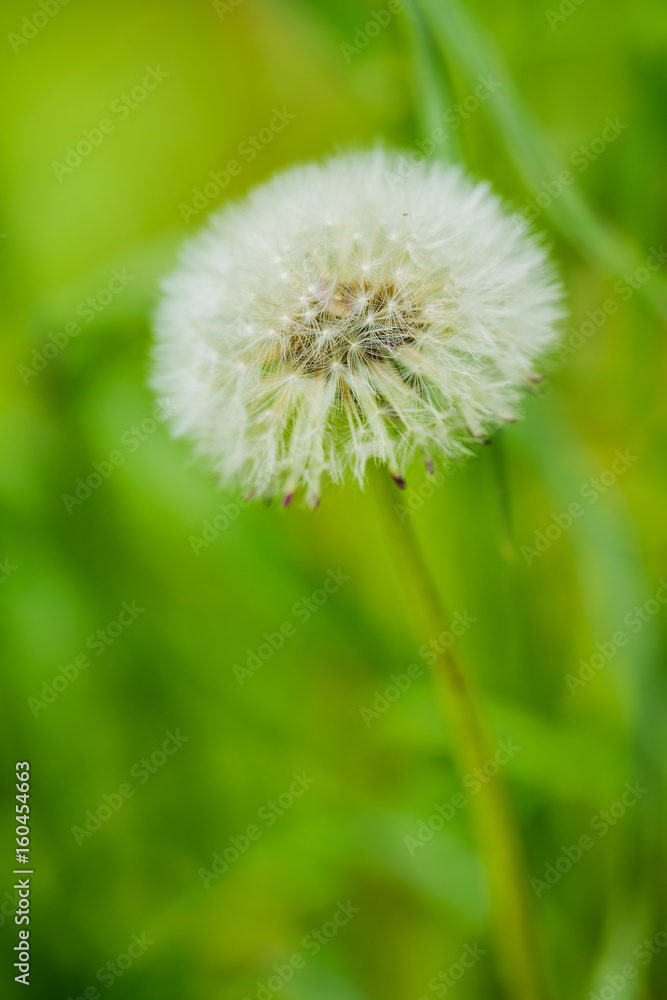 Dandelion in the spring forest. Moscow region Dandelion in the spring forest. Moscow region