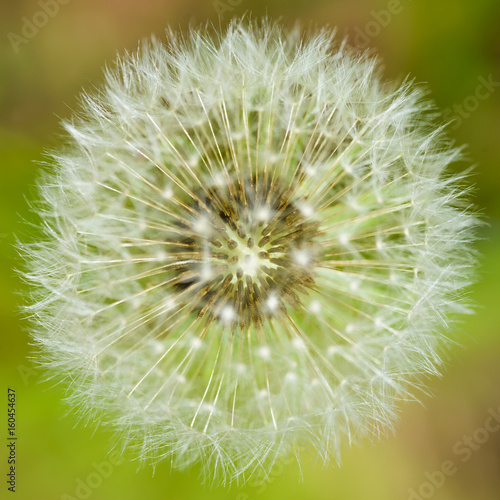 Dandelion in the spring forest. Moscow region