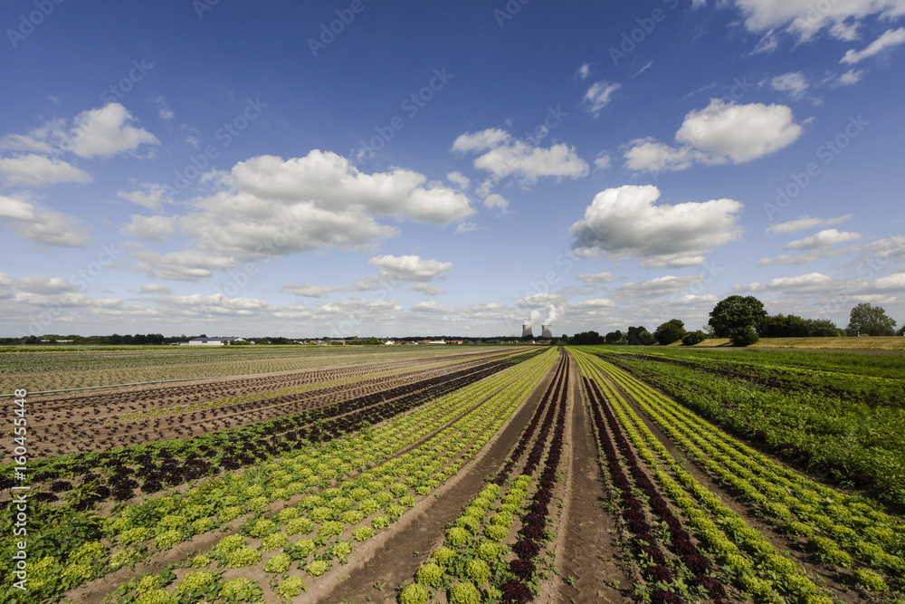 Fields with salad with a nuclear power station in the background, Germany